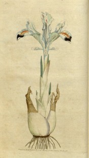 Figured is a bulbous iris with pale blue leaves with darker blue and orange markings.  Curtis's Botanical Magazine t.1, 1786.