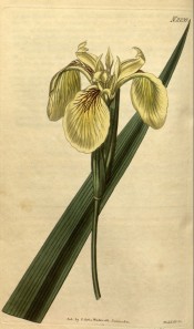 Figured is a beardless iris with yellow flowers with brown markings.  Curtis's Botanical Magazine t.2239, 1821.