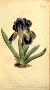 Figured is a dwarf bearded iris with short sword-shaped leaves purple flowers.  Curtis's Botanical Magazine t.1261, 1810.