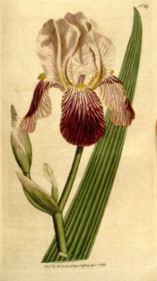 Figured is a bearded iris with whitish standards and red-brown falls, strongly veined.  Curtis's Botanical Magazine t.187, 1792.