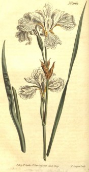 Figured are sword-shaped leaf and white, yellow-marked flowers with wavy segments.  Curtis's Botanical Magazine t.1163, 1809.