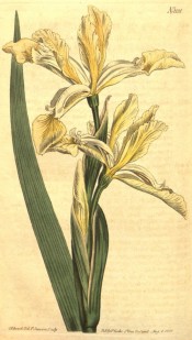 Figured are a sword-shaped leaf and white yellow iris flowers.  Curtis's Botanical Magazine t.1131, 1813.