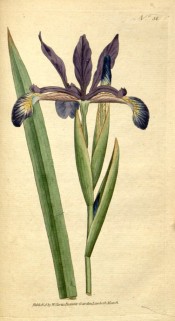 Figured is a non-bearded iris with broad leaves and branched stem bearing blue flowers.  Curtis's Botanical Magazine t.58, 1788.