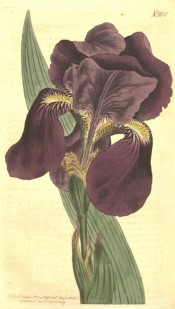Figured is a bearded iris with broad leaves and purple flowers.  Curtis's Botanical Magazine t.1130, 1808.