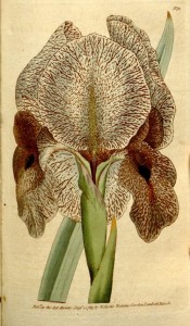 Figured is a bearded iris with greyish flowers speckled and marked reddish brown.  Curtis's Botanical Magazine t.91, 1789.