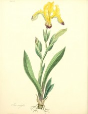 Figured is the whole plant with sword-shaped leaves and yellow flowers with purple markings.  Roscoe pl.26, 1831.