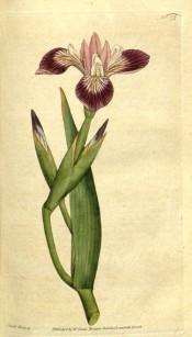 Figured are glaucous, lance-shaped leaves and claret, purple and white flowers.  Curtis's Botanical Magazine t.21, 1790.