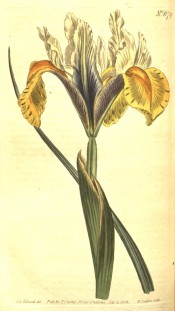 Figured is an iris with pale yellow flowers with deep yellow falls.  Curtis's Botanical Magazine t.679, 1803.