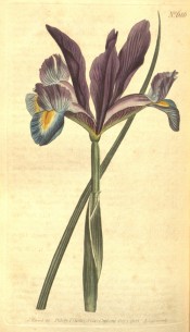 Shown is a beardless iris with narrow leaf, purple standards and blue and yellow falls. Curtis's Botanical Magazine t.686, 1803.