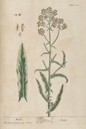 Illustrated is flowering stem with leaves and rounded heads of small yellow flowers.  Blackwell pl.246, 1839.