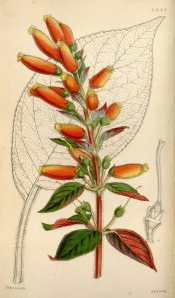 Shown are leaves, purple beneath, and terminal racemes of scarlet and yellow flowers. Curtis's Botanical Magazine t.4431, 1839.