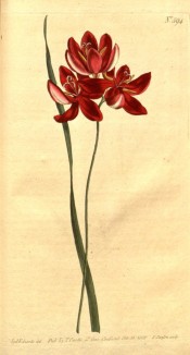 Figured is a narrow leaf and salver-shaped crimson flowers.  Curtis's Botanical Magazine t.594, 1802.