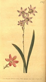Figured are leaves and panicle of pale pink flowers plus a darker pink flower.  Curtis's Botanical Magazine t.617, 1803.