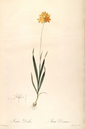 Figured is a slender ixia with lance-shaped leaves and orange flowers.  Redout? L pl.64, 1802-15.