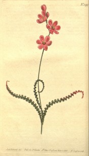 Figured are the tightly curled leaves and pink salverform flowers.  Curtis's Botanical Magazine t.599, 1802.