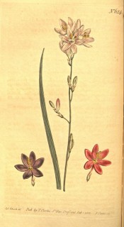 Figured is a leaf, white pink-streaked salverform flower with separate pink and mauve.  Curtis's Botanical Magazine t.127, 1790.