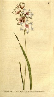 Figured is a narrow leaf and white salverform flowers with rosy-red centre.  Curtis's Botanical Magazine t.127, 1790.