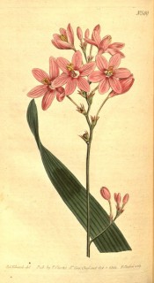 Figured is a leaf and panicle of pink flowers with a darker centre.  Curtis's Botanical Magazine t.589, 1802.