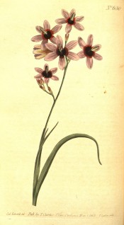 Figured are narrow leaves and pinkish-purple flowers with a dark red centre.  Curtis's Botanical Magazine t. 630/1803.