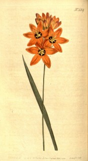 Figured is a narrow sword-shaped leaf and orange flower with a dark red centre.  Curtis's Botanical Magazine t. 539/1801.