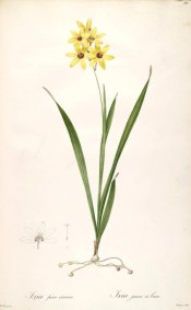 Figured is the whole plant with narrow leaves and lemon yellow flowers with a dark centre.  Redoute? L pl.86/1802-15.