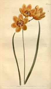 Shown are leaves and bright yellow salverform flowers with dark red and white centre.  Curtis's Botanical Magazine t.1378, 1811.