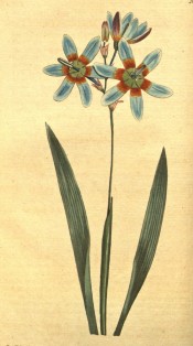 Figured are narrow sword-shaped leaves and blue flowers with an orange centre.  Curtis's Botanical Magazine t. 607/1802.