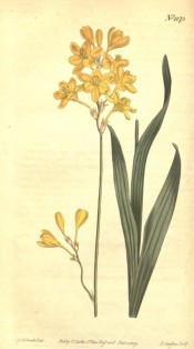 Figured are sword-shaped leaves and yellow salverform flowers.  Curtis's Botanical Magazine t.1173, 1809.