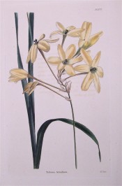 Figured is a loose panicle of very long tubed pinkish flowers with narrow segments.  Loddiges Botanical Cabinet no.1078, 1825.