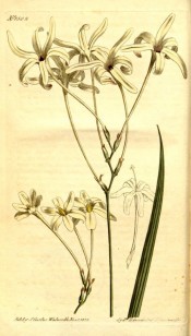 Figured is a loose panicle of very long tubed white flowers with narrow segments.  Curtis's Botanical Magazine t.1502, 1812.