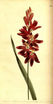 Figured is a narrow sword-shaped leaf and bright red flower with a paler centre.  Curtis's Botanical Magazine t. 522/1801.