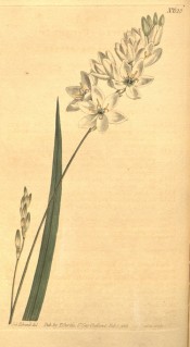 Figured is a sword-shaped leaf and white salverform flowers.  Curtis's Botanical Magazine t.623, 1803.