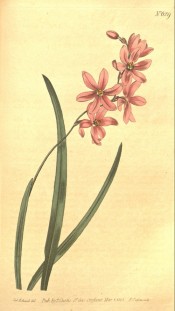 Figured are sword-shaped leaves and pale pink flowers with a white mark in the centre.  Curtis's Botanical Magazine t. 629/1803.
