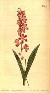 Figured are sword-shaped leaves and deep pink flowers with a green mark in the centre.  Curtis's Botanical Magazine t. 542/1801.