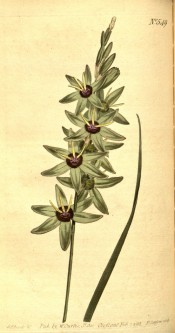 Figured are sword-shaped leaves and green salverform flowers with a dark centre.  Curtis's Botanical Magazine t.549, 1802.