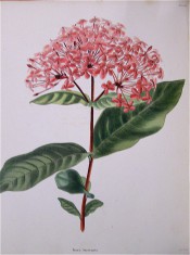 Figured are oblong-lanceolate leaves and terminal corymb of crimson flowers.  Loddiges Botanical Cabinet no.1048, 1825.