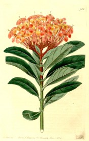 Figured are glossy, oblong leaves and dense corymb of bright orange-red flowers.  Botanical Register f.782, 1824.