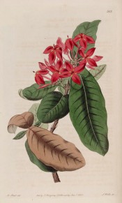 Figured are glossy, oblong leaves and loose corymb of scarlet flowers.  Botanical Register f.513, 1821.