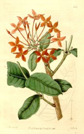 Figured are glossy, oblong leaves and loose corymb of orange-red flowers.  Botanical Register f.154, 1816.