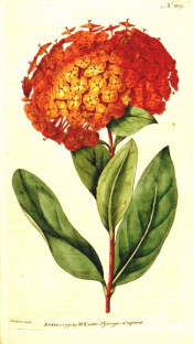 Figured are glossy, oblong leaves and dense corymb of bright orange-red flowers.  Curtis's Botanical Magazine t.169, 1791.