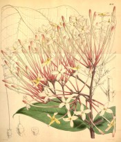 Shown are ovate leaves and corymb of small white to yellow flowers with pink stalks.  Curtis's Botanical Magazine t.4191, 1845.