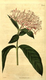 Figured are oblong leaves and a dense corymb of pink flowers.  Curtis's Botanical Magazine t.2428, 1823.