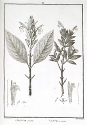 The line drawing shows 2 plants with elliptic leaves and terminal raceme of tubular flowers. Flora Peruviana vol.1, pl.IX, 1797.
