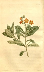 illustrated are the lance-shaped leaves and racemes of orange flowers.  Curtis's Botanical Magazine t.1639, 1814.