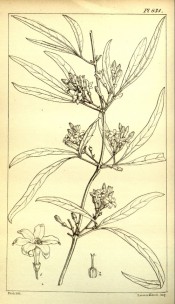 The line drawing shows olive-like leaves, axillary flower panicles and flower detail.  HIP vol.9, t.831, 1851.