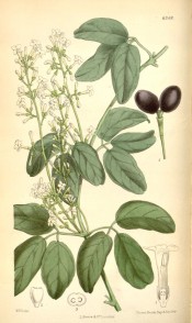 Figured are trifoliate leaves, panicle of small white flowers and purple fruits.  Curtis's Botanical Magazine t.6349/1878.