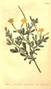 Figured are the trifoliate leaves and terminal yellow flowers with long tubes.  Curtis's Botanical Magazine t.461, 1799.