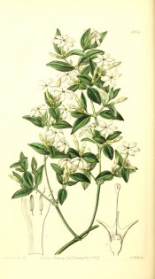 Figured are lance-shaped leaves and axillary panicles of white flowers.  Botanical Register f.2013, 1847.