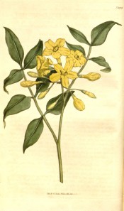 Figured are pinnate leaves and terminal raceme of yellow star-like flowers.  Curtis's Botanical Magazine t.1731, 1815.