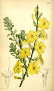 Figured is a bare stem covered in yellow flowers + shoot with small pinnate leaves.  Curtis's Botanical Magazine t.4649, 1852.